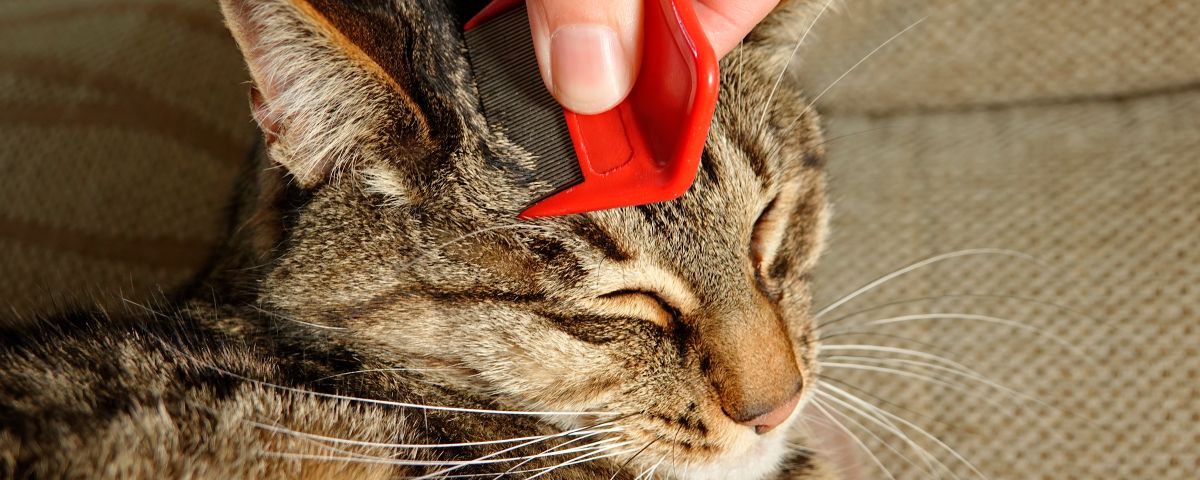 Leer Vlooien Te Herkennen Bij Hond En Kat Beaphar